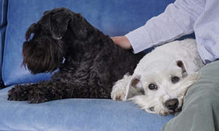 Hudproblemer hos kæledyr